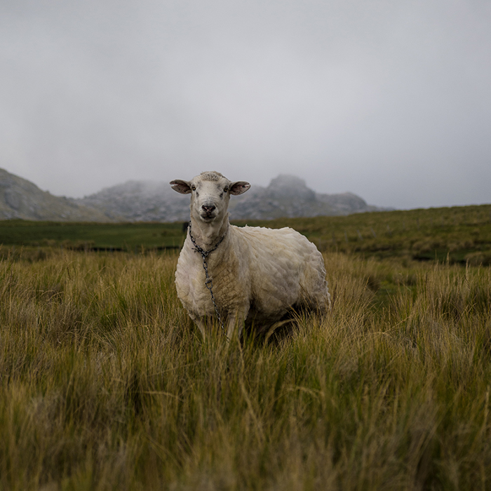 4k Sheep Lamb In the Bushes Volcano Area Stock Photo