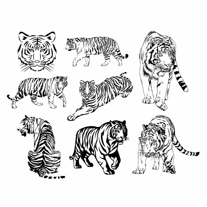 How to Draw a Realistic Bengal Tiger