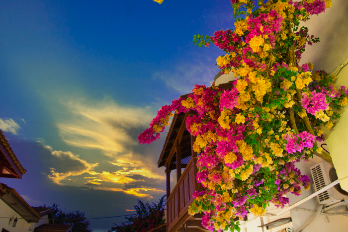 Beautiful Street Flower in the sunset 4k Stock Photography