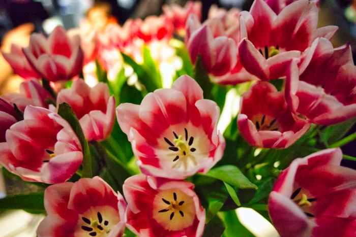Beautiful Tulip Flowers Plant HD Stock Image