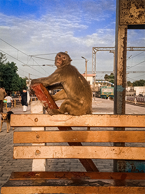 Brown Macaque Monkey Sitting On Chair HD Stock Image
