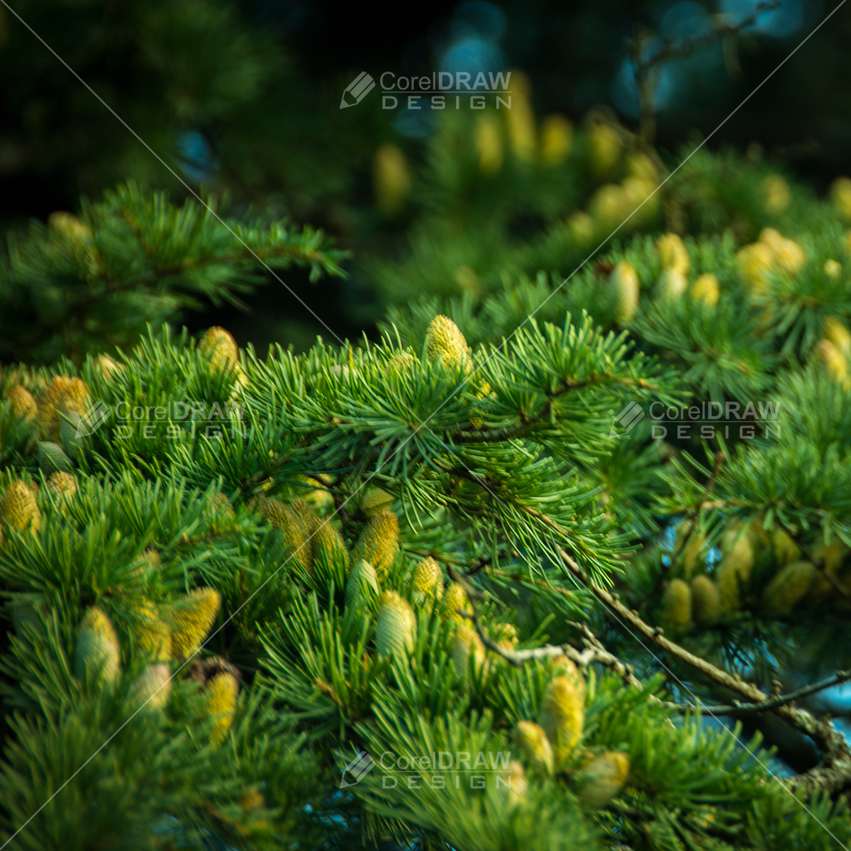 Close-up of Pine Tree