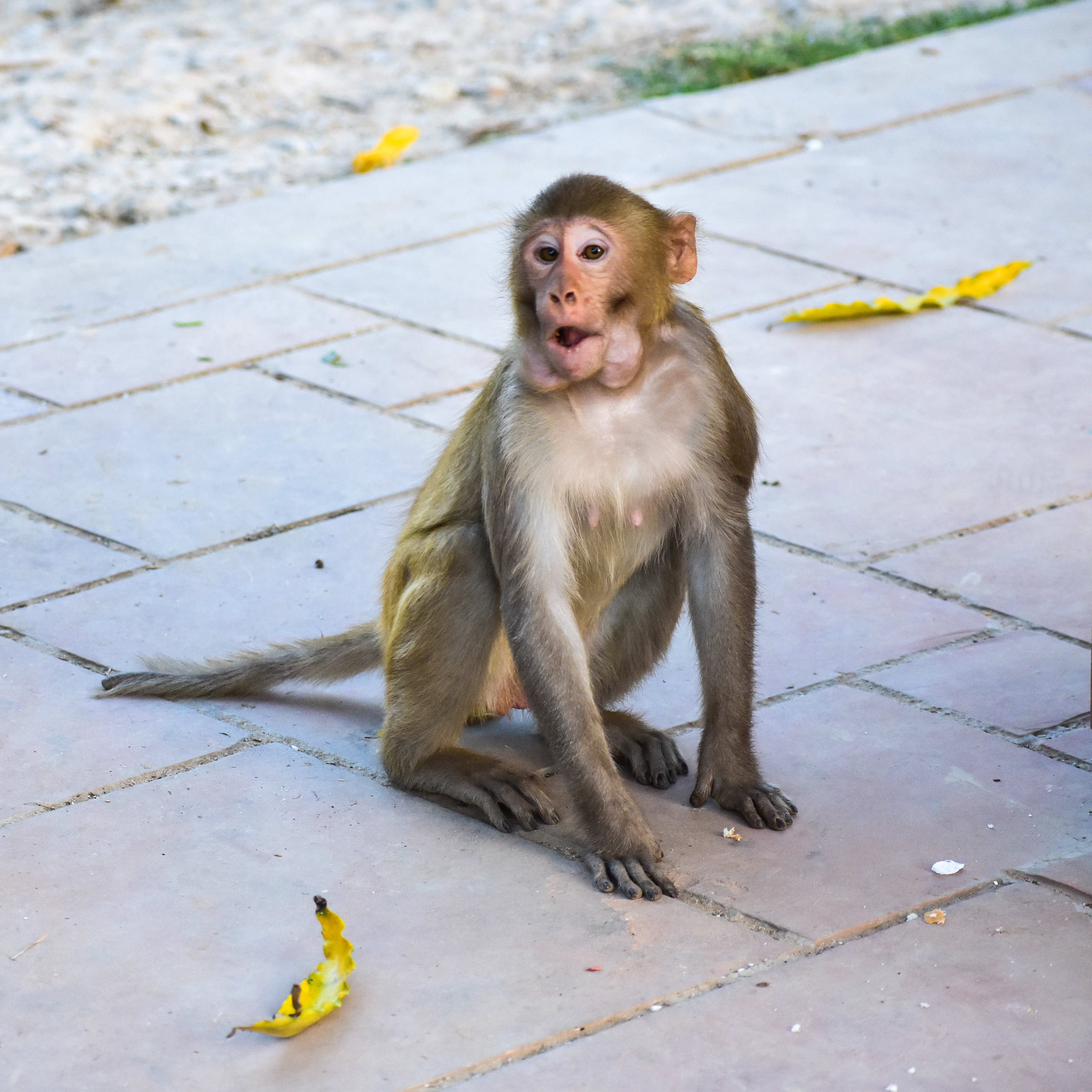 Closeup of Baby of macaque monkey in the temple eating fruits