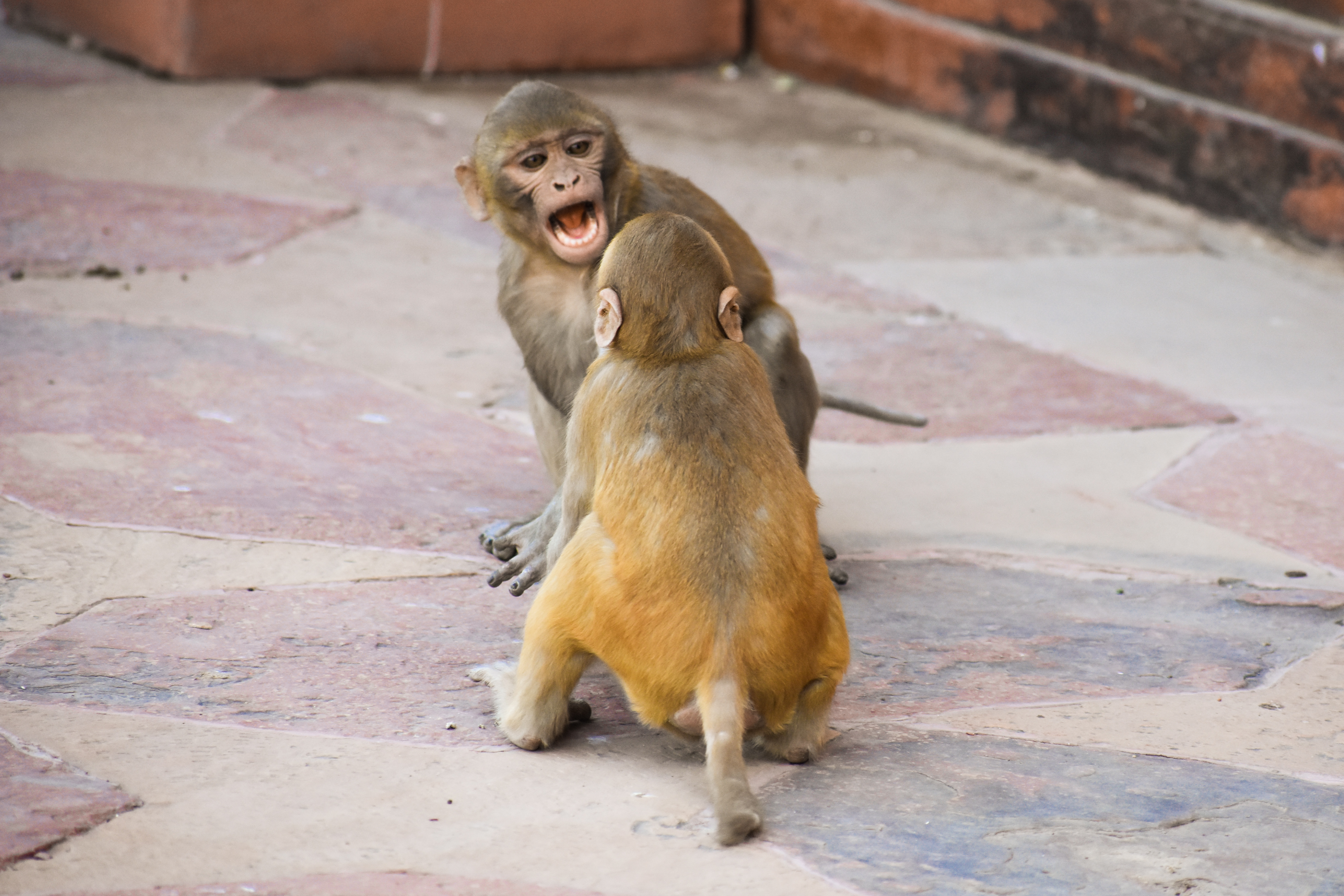 Cute Monkeys Play fight royalty free stock image
