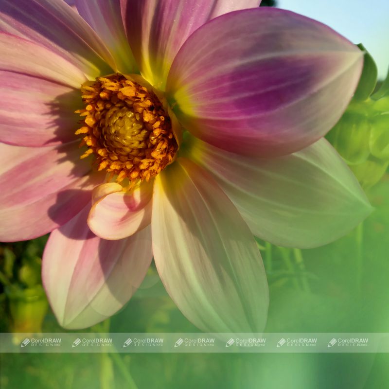 Flower Background Stock Royalty Free Pictures