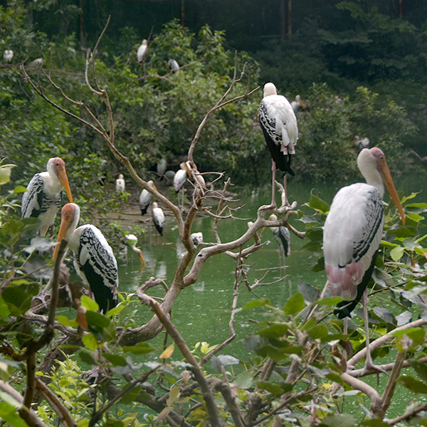 Group of painted Stork sitting on branches of tree, Free 4K images
