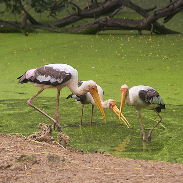 Group of painted stork wading in shallow water