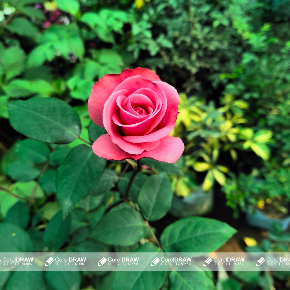 light pink rose with green background poster for free image