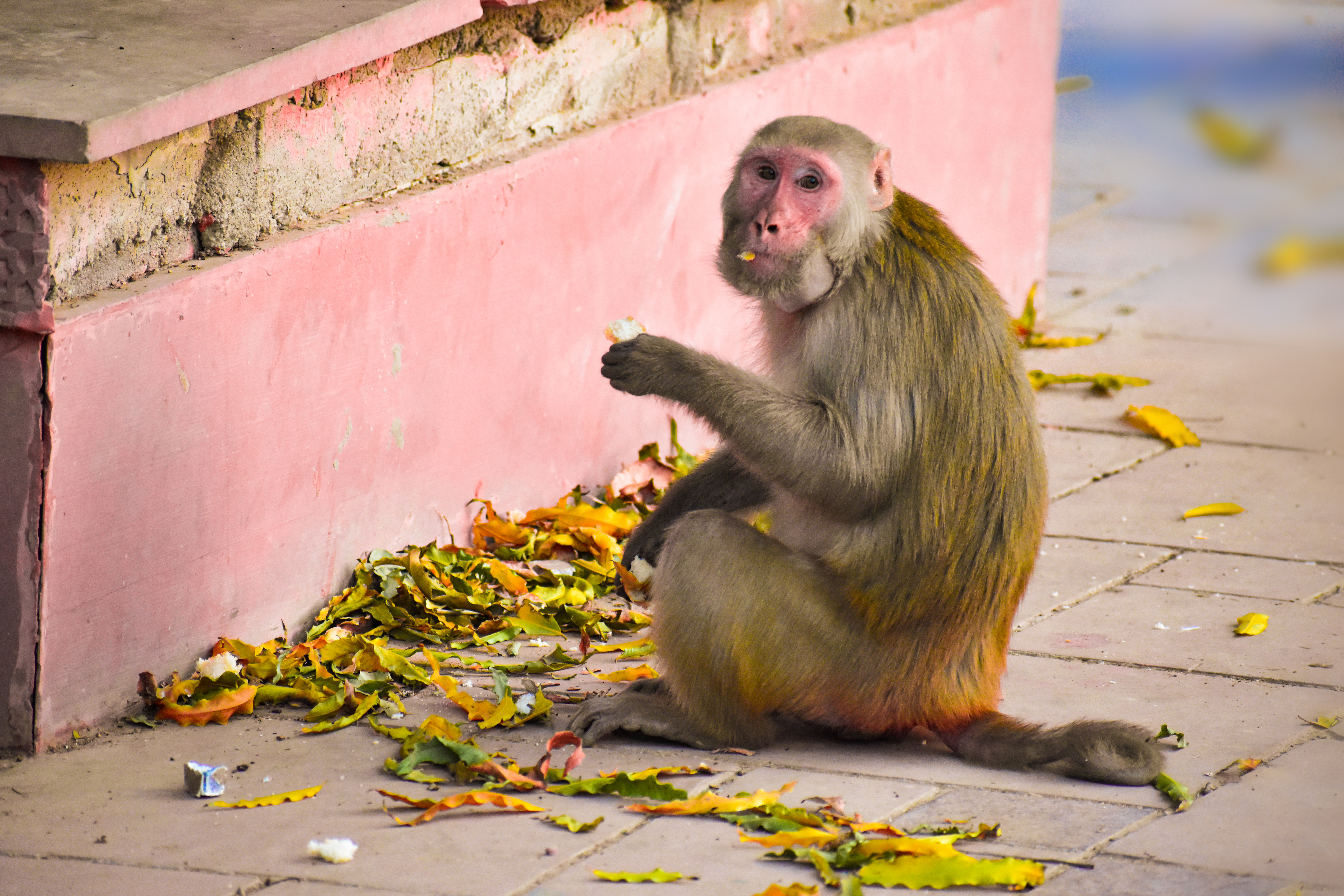 Monkey Eating Leaves sitting near the wall royalty free stock image