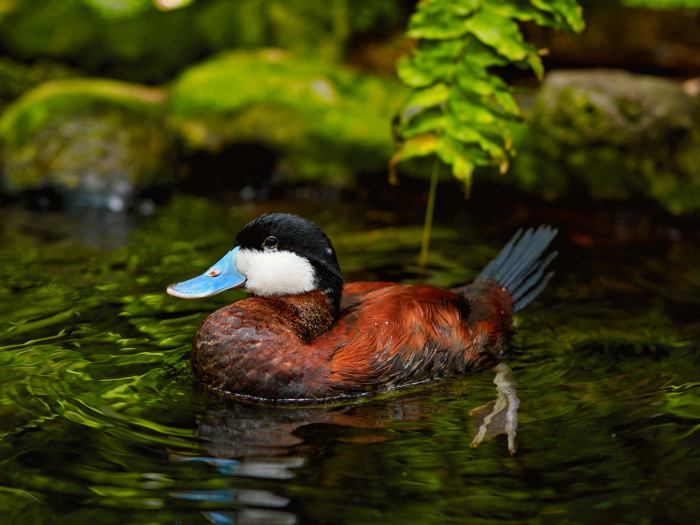 Nature Wildlife Duck Swimming in the Water HD Stock Photography