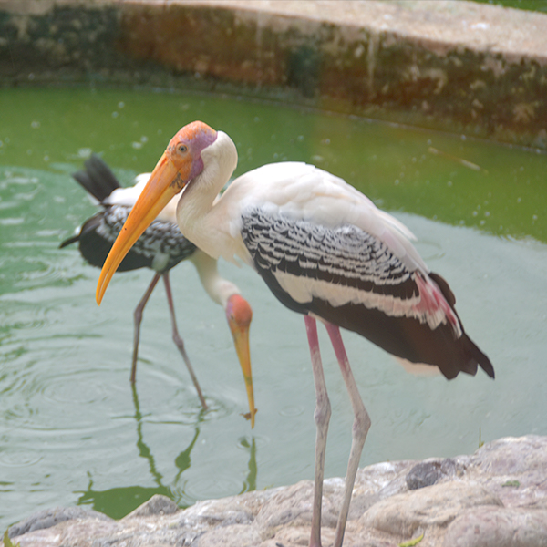 Painted stork (Mycteria leucocephala, Ibis leucocephalus), portrait, Free 4K Stock Images,