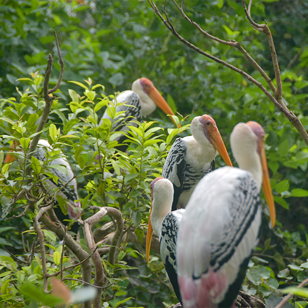Painted storks on the branch, Free Stock Images