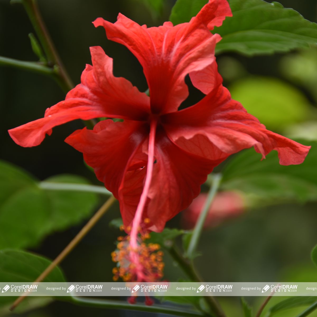 Red flower image free