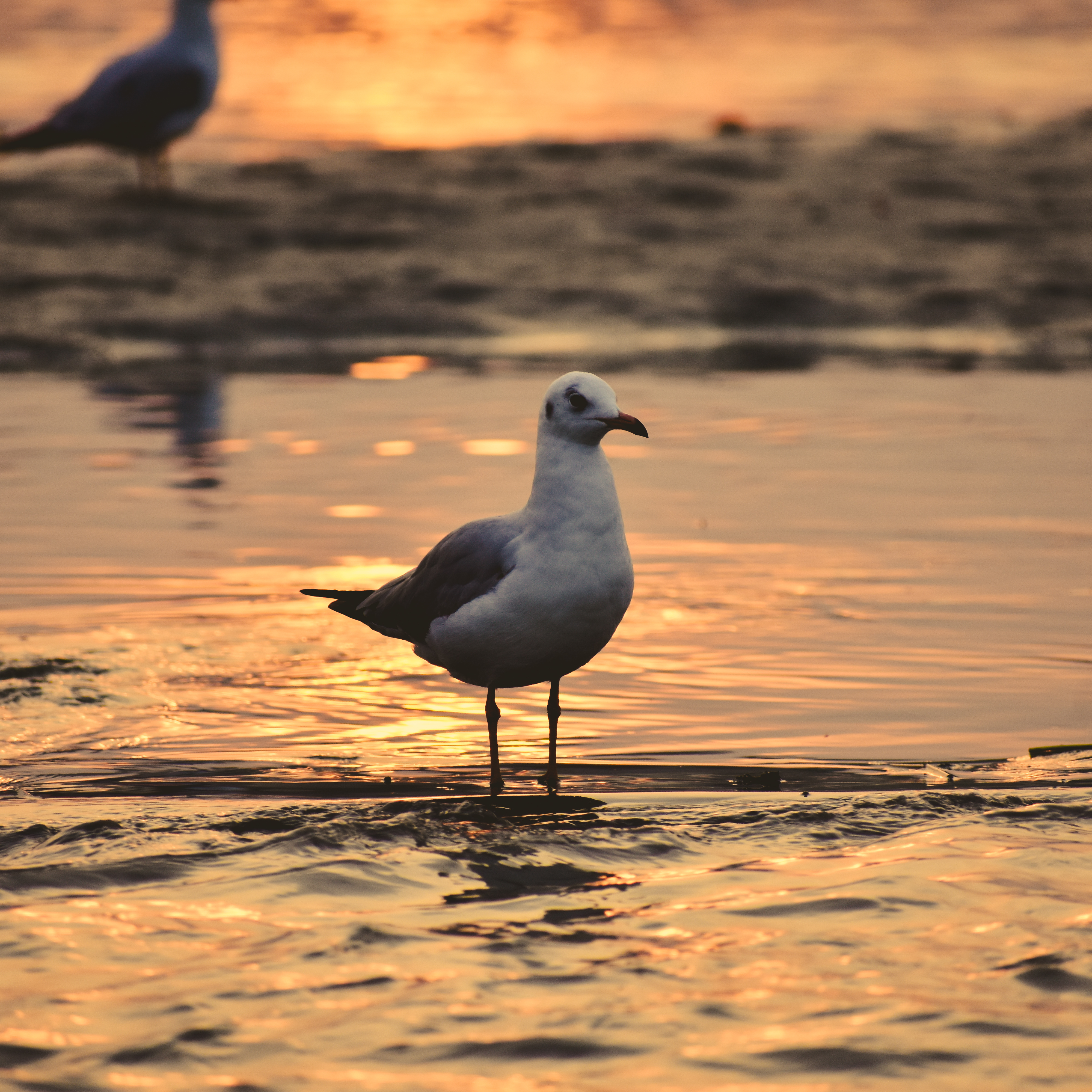 Stock Image of Seagull Bird beside the sore of the sea in the sunset