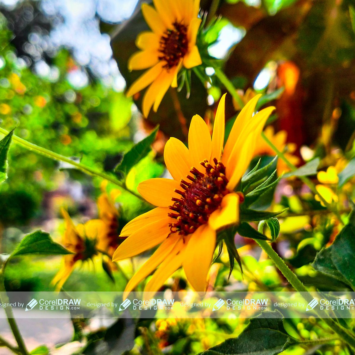 sun flower image download for free