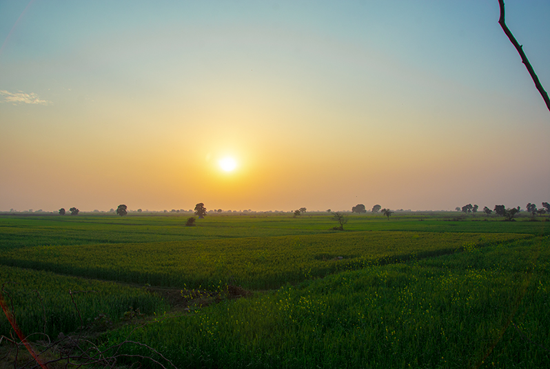 Sunset Green Spring Fields, Free Stock Image