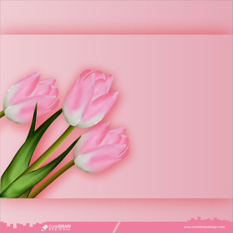 Tulips On Pink Background Flat Lay View Free Vector