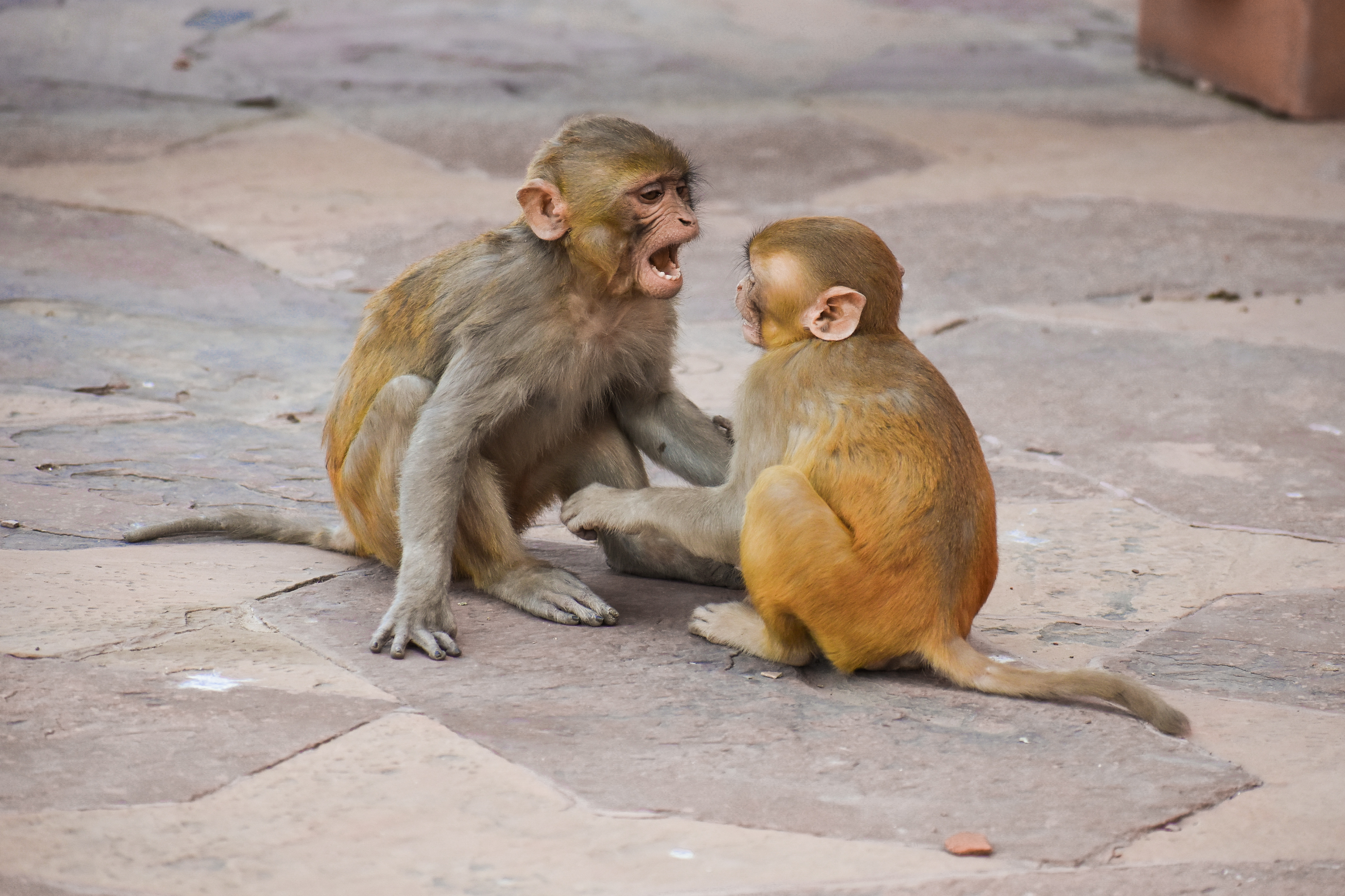 Two Cute Macaque Monkey Baby Fighting Stock Image