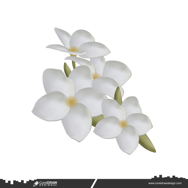 White Bouquet Plumeria Flowers Floral Premium Vector