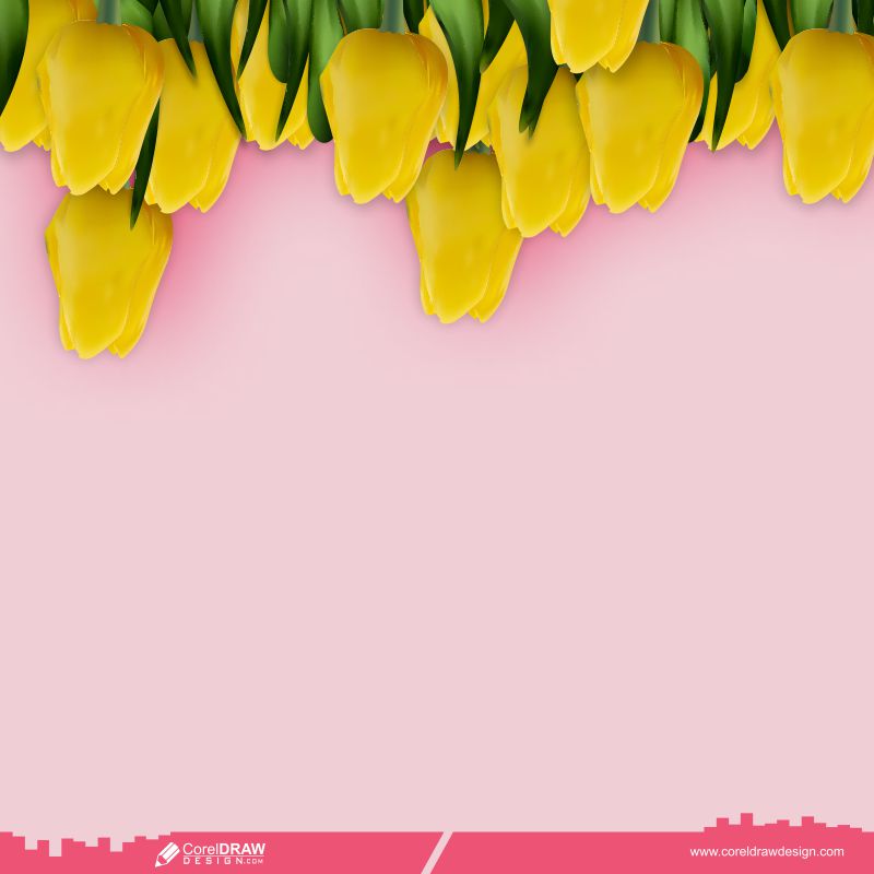 Yellow Color Tulips On Pink Background Free Vector