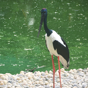 Royalty-free jabiru stork - Australian Bird photos free download