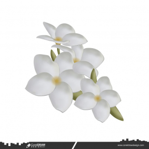 White Bouquet Plumeria Flowers Floral Premium Vector
