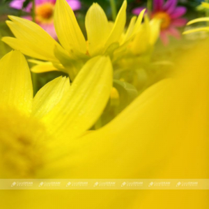 Yellow Flower With Thin Petals On Natural Light Green Background Stock Photo Picture And Royalty Free Image.