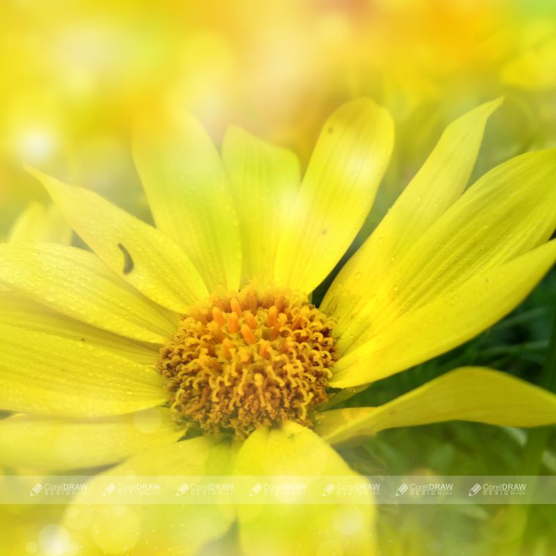 Yellow Flower With Thin Petals On Natural Light Green Background Stock Picture And Royalty Free Image