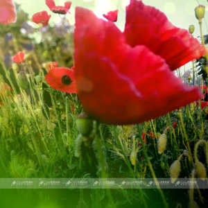 Red Flower Natural Background Stock Picture And Royalty Free Image