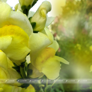 Yellow Flower With Thin Natural Light Green Background Stock Photo Picture And Royalty Free Image.