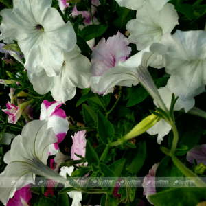 White & Purple Shades Flower With Natural Green Background Stock Picture And Royalty Free Photo
