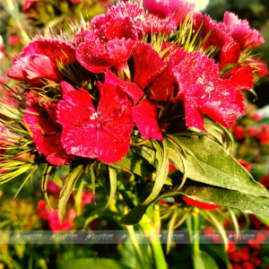 Flower Background Stock Royalty Free Photo Pictures
