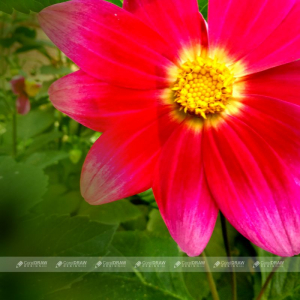 Flower Background Stock Royalty Photo Pictures Free