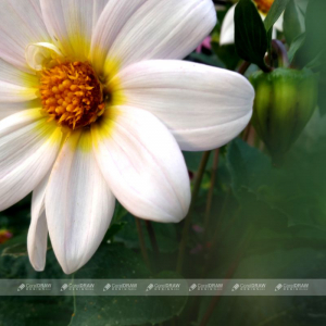 White Flower With Natural Background Stock Picture And Royalty Free Photo