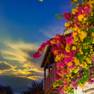 Beautiful Street Flower in the sunset 4k Stock Photography
