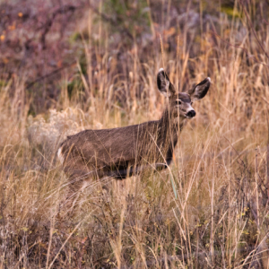 Dramatic Deer In the woods 4k stock image
