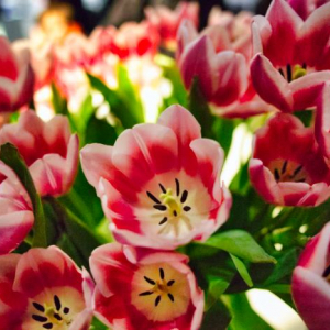 Beautiful Tulip Flowers Plant HD Stock Image