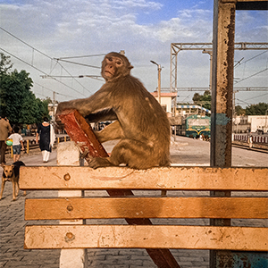 Brown Macaque Monkey Sitting On Chair HD Stock Image