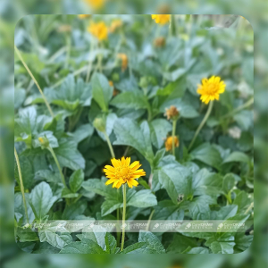 Yellow Flower With Natural Green Background Stock Picture And Royalty Free Photo