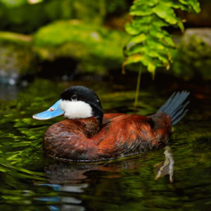 Nature Wildlife Duck Swimming in the Water HD Stock Photography