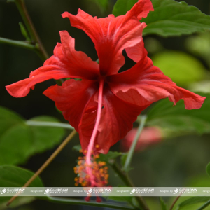 Red flower image free