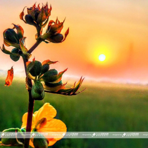 yellow flower with sunset view image for free