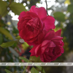 red rose flower image for free