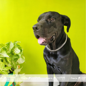 Black dog in a Full green background