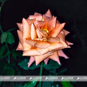 orange rose and  green background image for free
