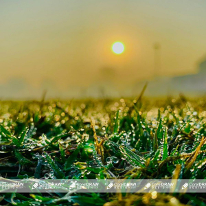 green grass with sunrise image download for free