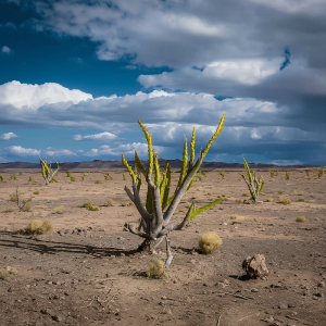 4K image of plant portraying birth of plant in the barren land